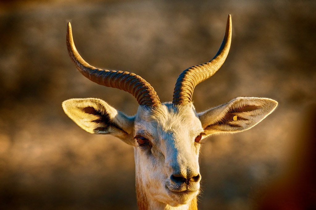 Al Ain Deer