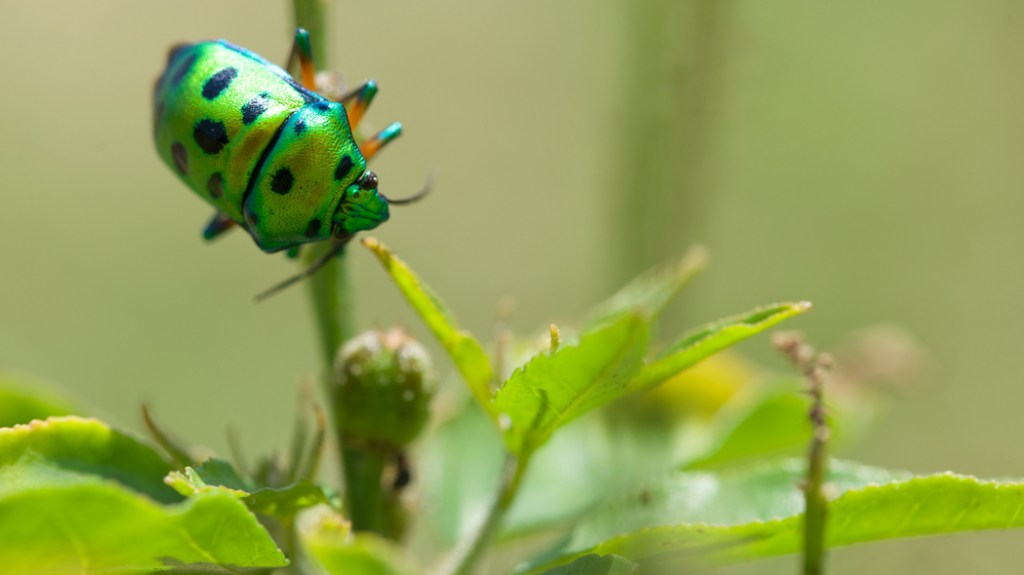Green bug shot in Kerala