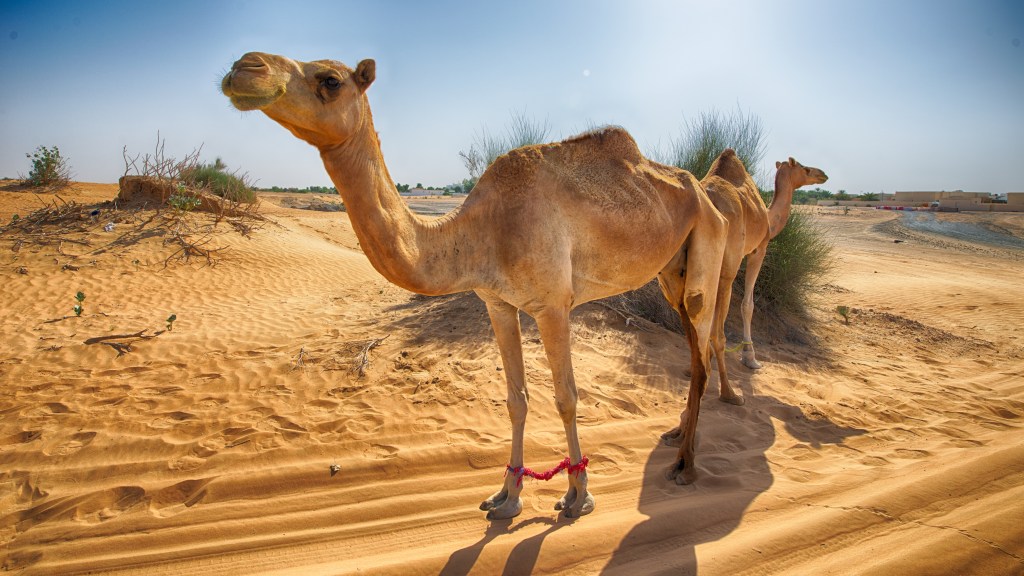 two camel
