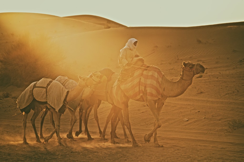 AGS_2717_Camel