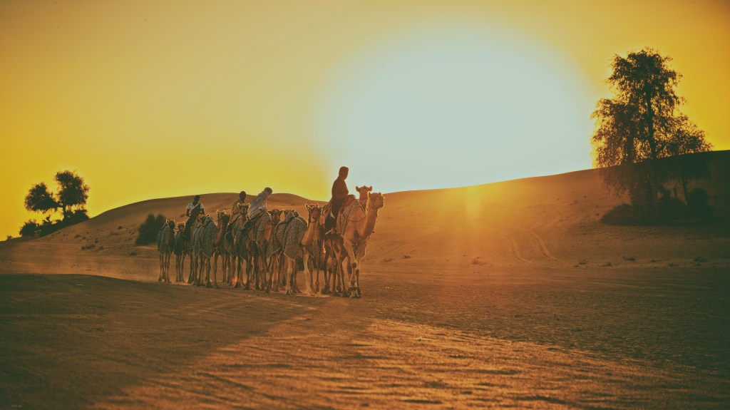 Camel Sunset