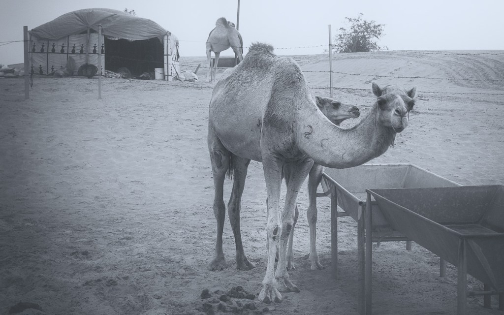 Camel Market